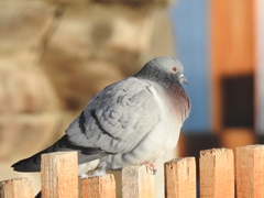 Hill Pigeon photo 2