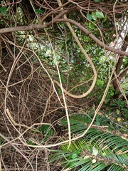Salpichroa origanifolia image