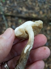 Leccinellum albellum