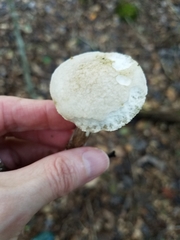 Leccinellum albellum