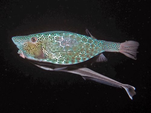 Horn-nosed boxfish (Ostracion rhinorhynchos) — Ostraciidae