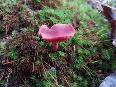 Cortinarius marylandensis