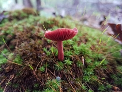 Cortinarius marylandensis