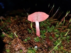 Cortinarius marylandensis