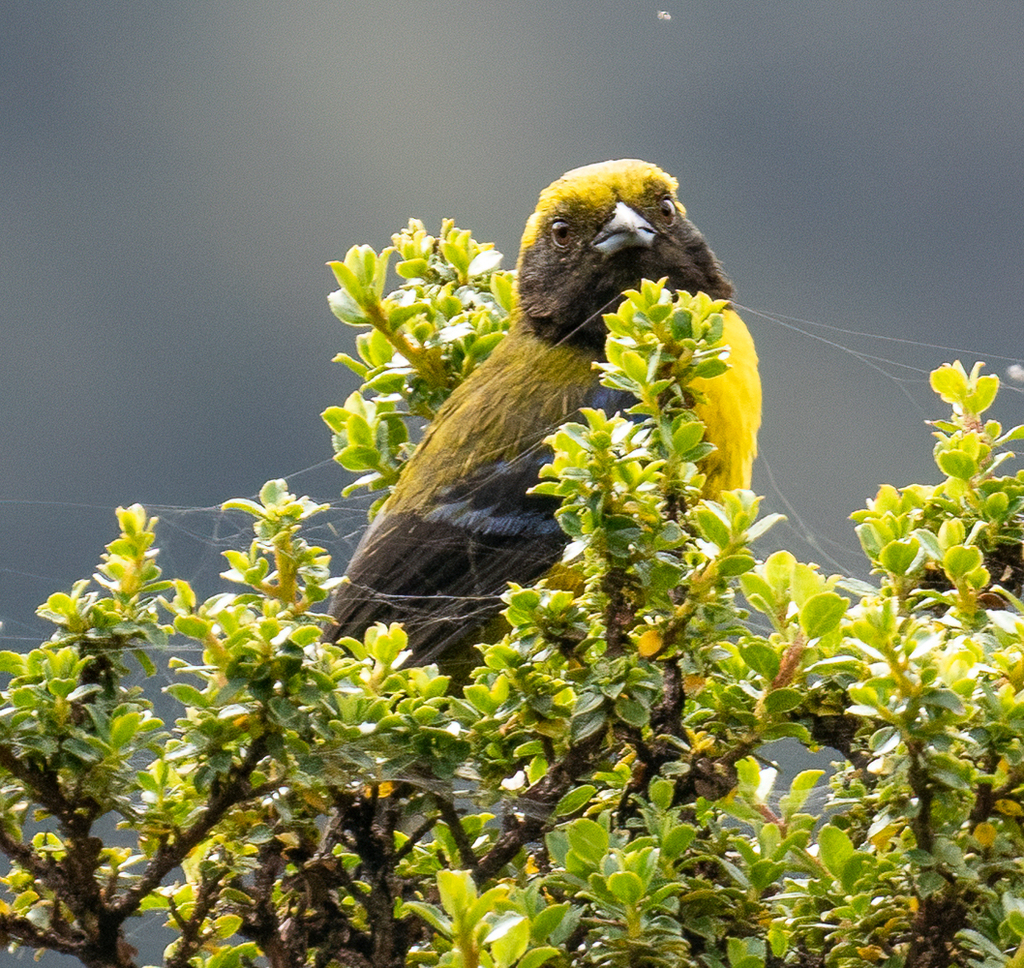 Masked Mountain Tanager in February 2023 by leealloway · iNaturalist