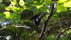 Heraclides hectorides