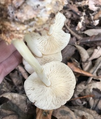 Marasmius strictipes