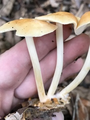 Marasmius strictipes
