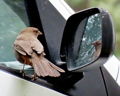 California Towhee photo 6