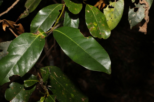 Image of Cryptocarya macdonaldii by (c) Greg Tasney, some rights reserved (CC BY-SA)