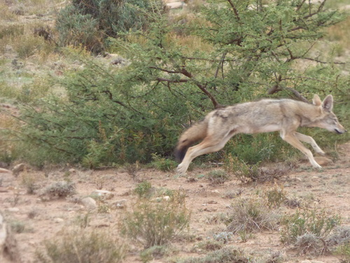 African Wolf