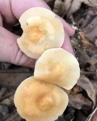 Marasmius strictipes