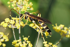 Ichneumon ambulatorius