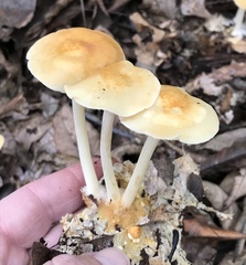 Marasmius strictipes