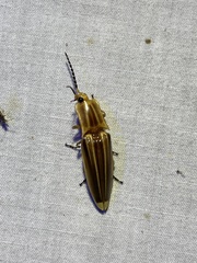 Semiotus ligneus image