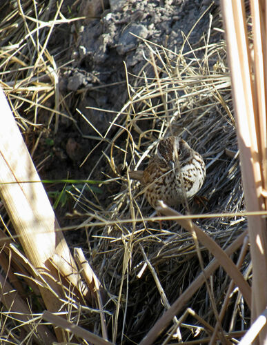 Song Sparrow photographed in Nevada