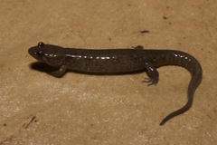 Desmognathus abditus