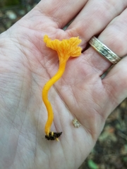 Cantharellus minor