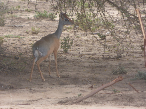 Salt's Dik-dik