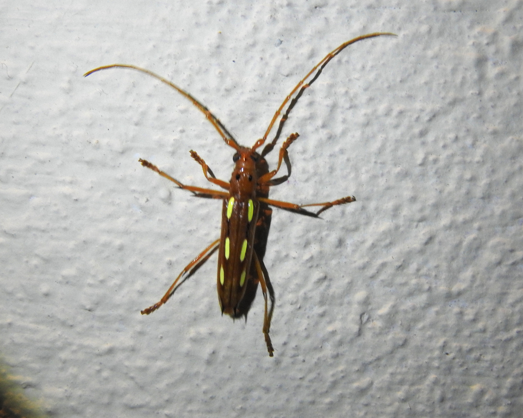 Eburodacrys alini