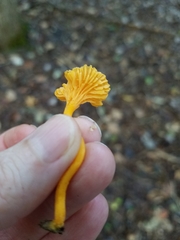 Cantharellus minor