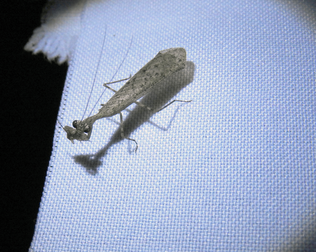 Miobantia rustica
