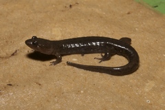 Desmognathus abditus