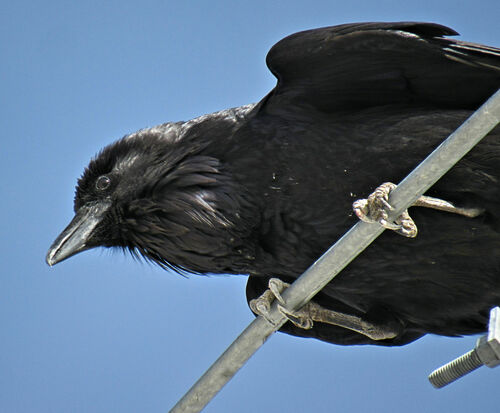 Common Raven photographed in Nevada