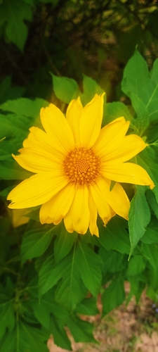 Mexican sunflower