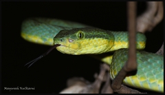 Craspedocephalus gramineus