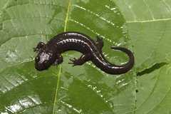 Desmognathus abditus