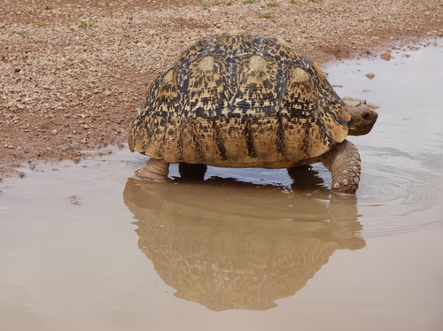 Leopard Tortoise