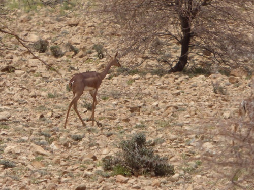 Northern Gerenuk