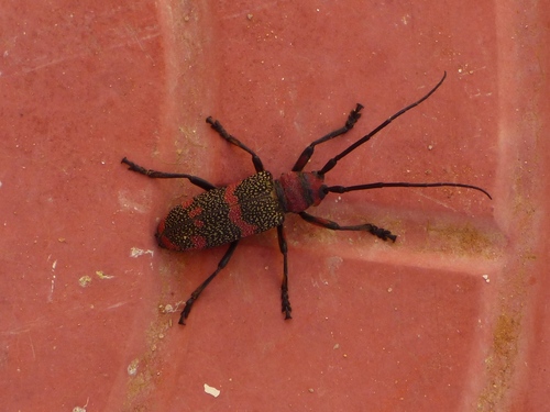 Ceroplesis revoili