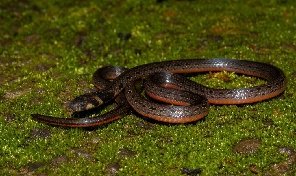 Black Coral Snake