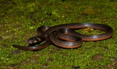 Black Coral Snake photo 1