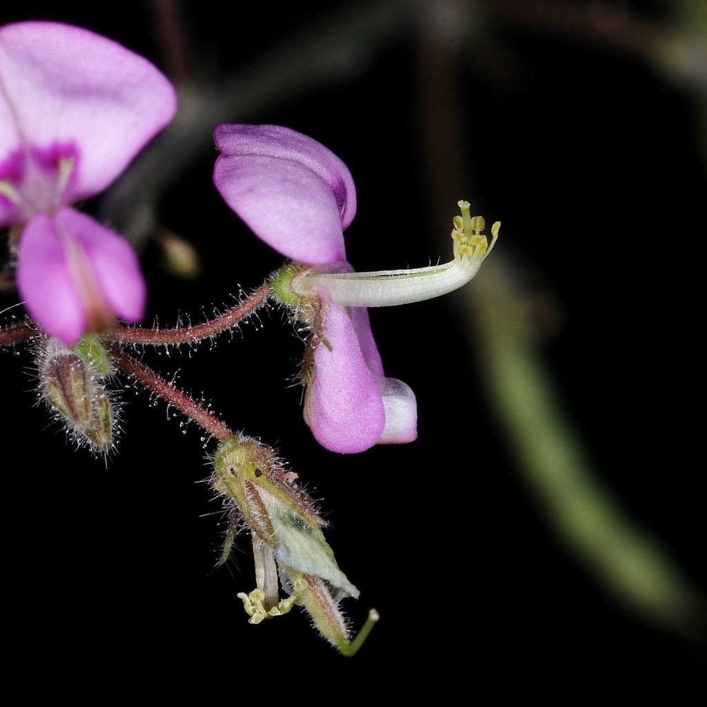 Samoan Clover From Lago Sul, Brasília, Brasil. On May 26, 2019 At 11:57 ...