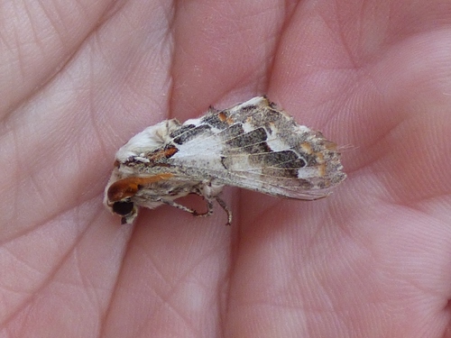 Streblote acaciae