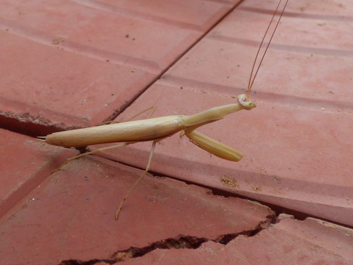 European Mantis
