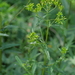 Senecio minimus - Photo (c) Richie Southerton, algunos derechos reservados (CC BY-NC), subido por Richie Southerton