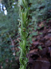 Platanthera limosa