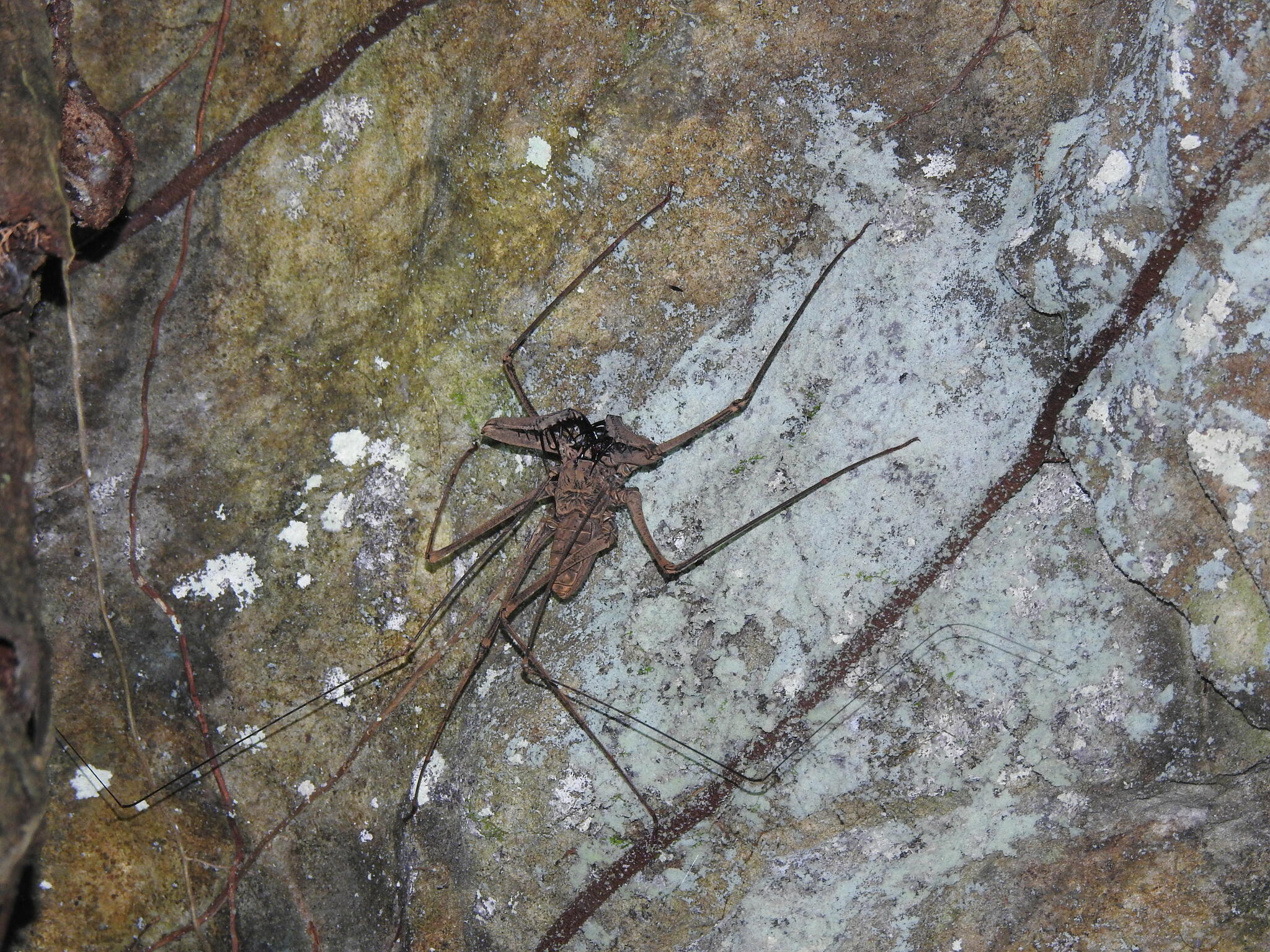 Heterophrynus batesii (Butler, 1873)