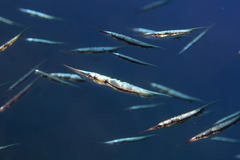 Grooved Razorfish photo 3
