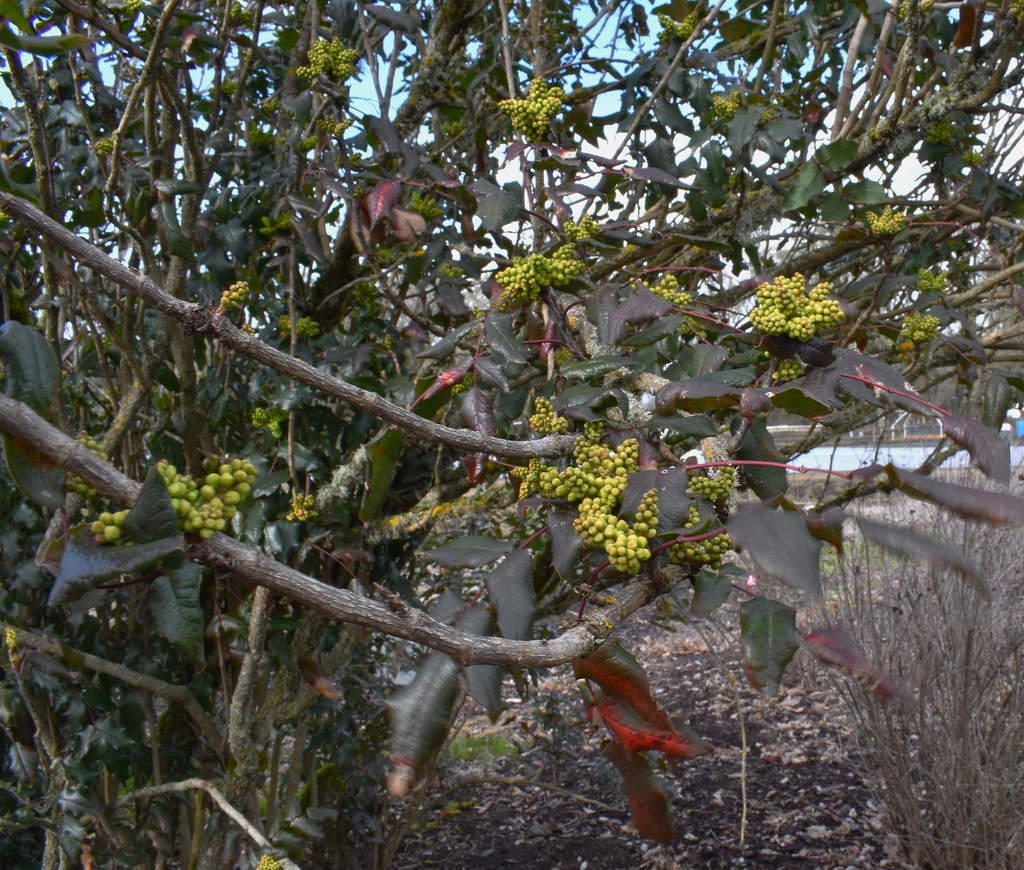 Oregon grape from FBP Native Plant Nursery, Eugene, OR 97405, United