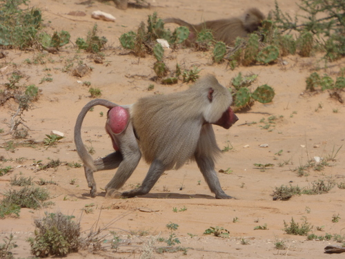 Hamadryas Baboon