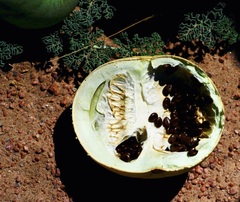 Citrullus ecirrhosus image