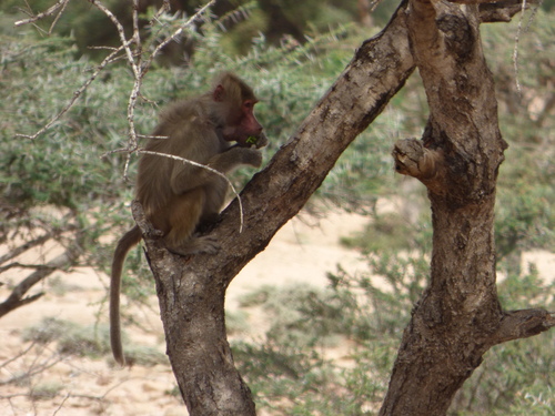 Hamadryas Baboon