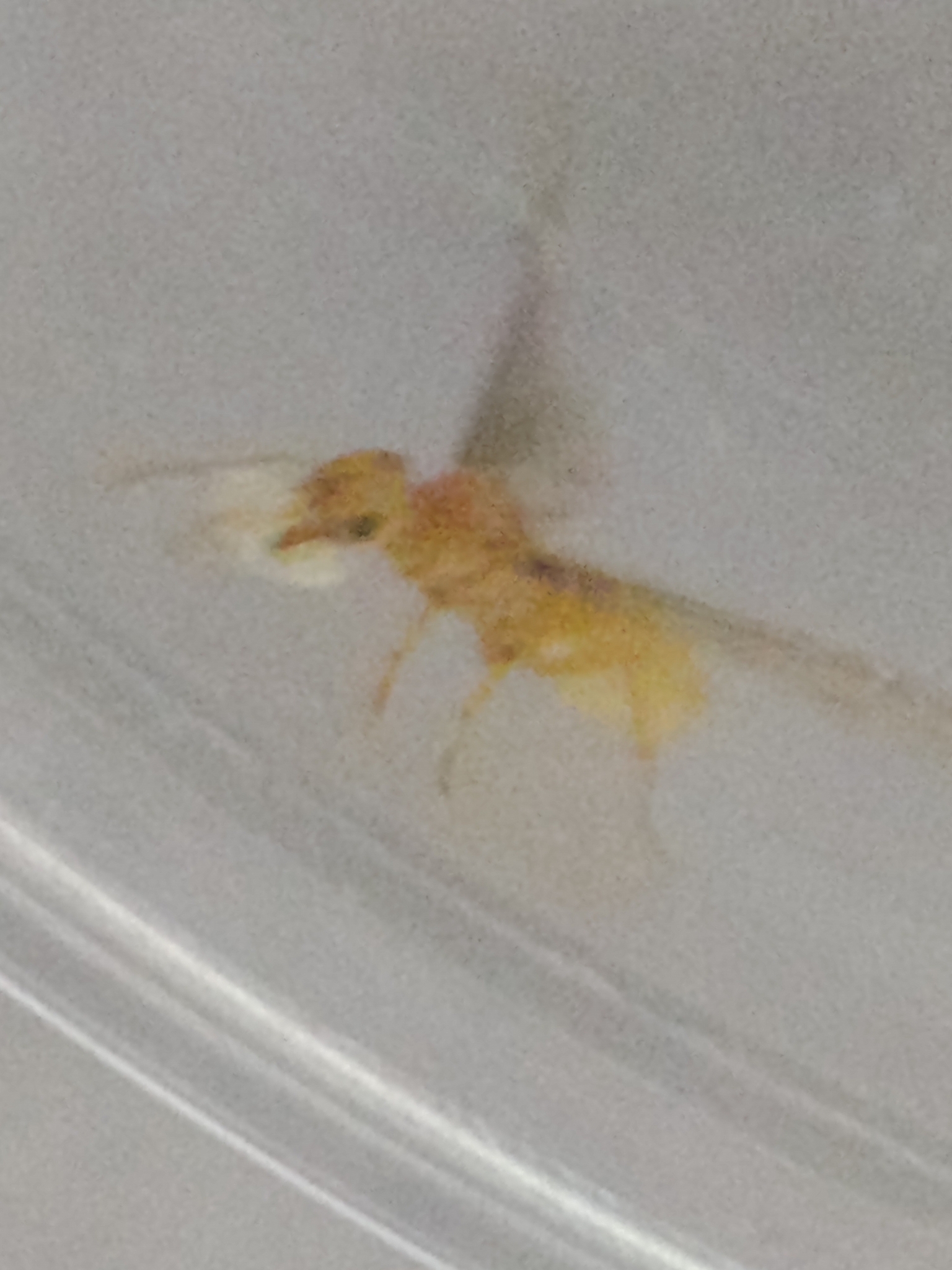 Acropyga
