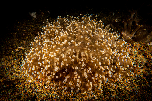 Fimbriaphyllia paradivisa observed 2023-02-17