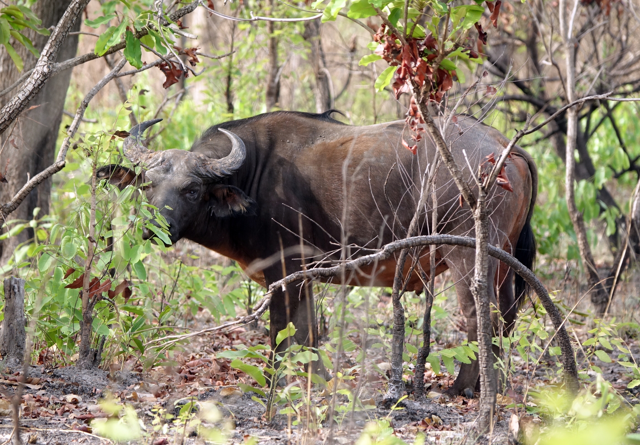 Sudanese Buffalo (Subspecies Syncerus caffer brachyceros) · iNaturalist